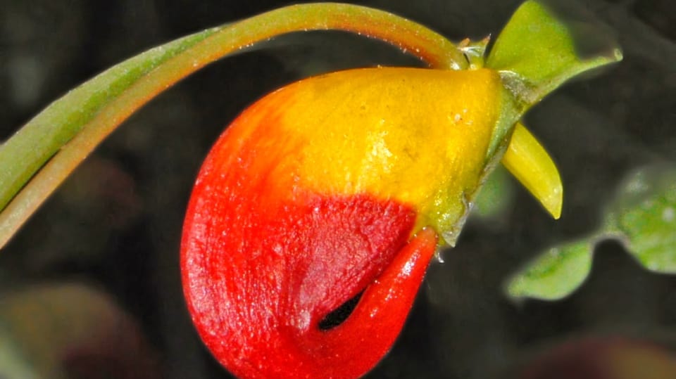 Netýkavka konžská (Impatiens niamniamensis), též zvaná balzamína nebo papoušek